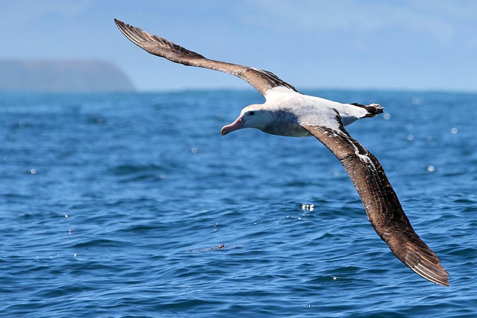 Сәйәхәтсе альбатрос – һыуҙа йөҙөүсе иң ҙур ҡош