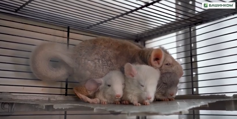 Йәнле мөйөшкә балалар ылыға