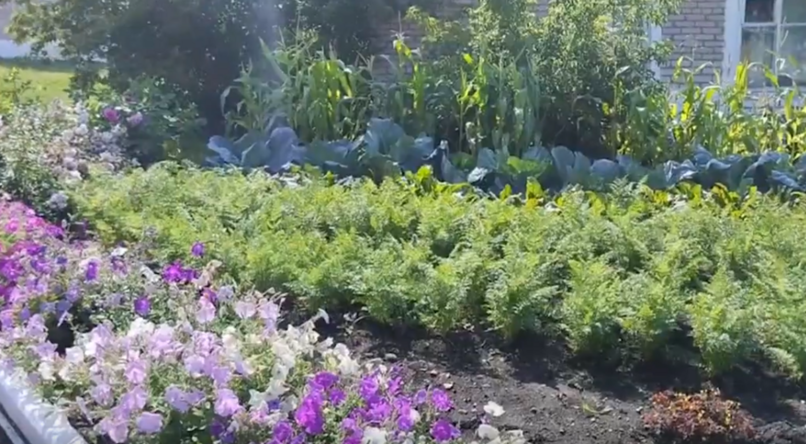 Арҡауыл уҡыусылары йәшелсә үҫтерергә өйрәнгән