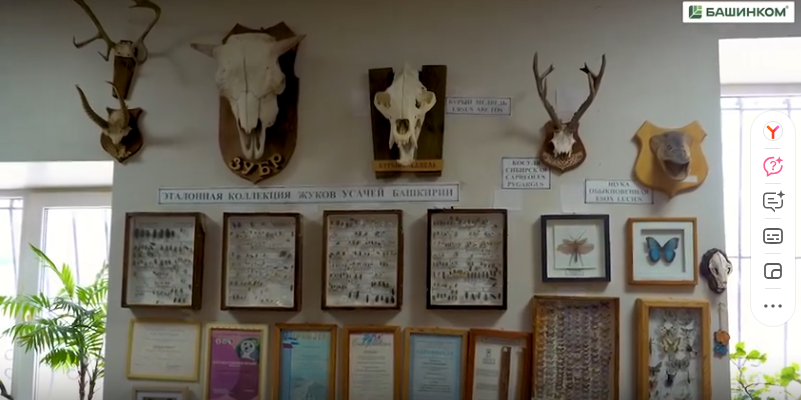 Йәнле мөйөшкә балалар ылыға