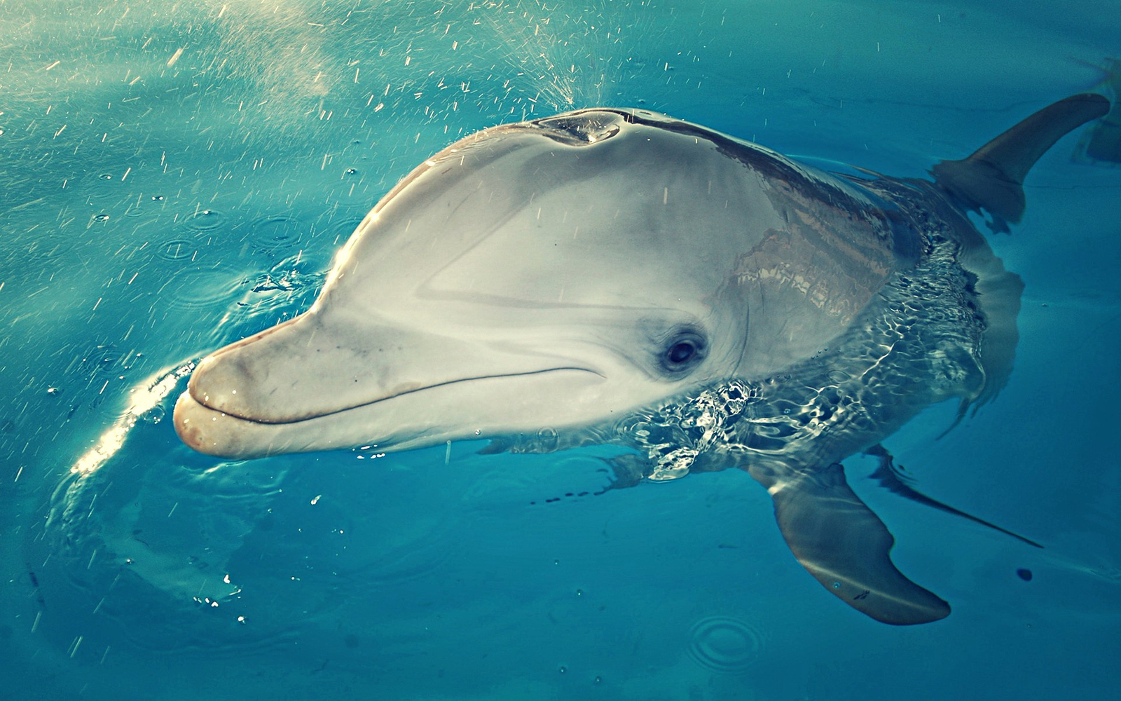 Дельфиндар еҫ һиҙмәй
