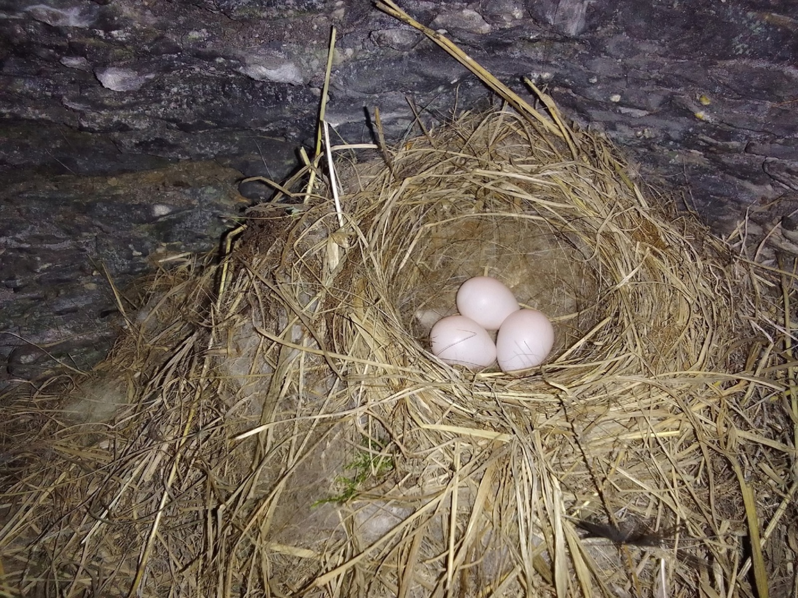 Мәмерйәлә ҡош ояһы