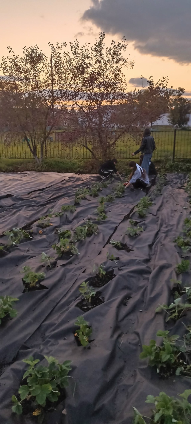 Дәүләкән лицей-интернатында уҡыусылар еләк ултыртҡан