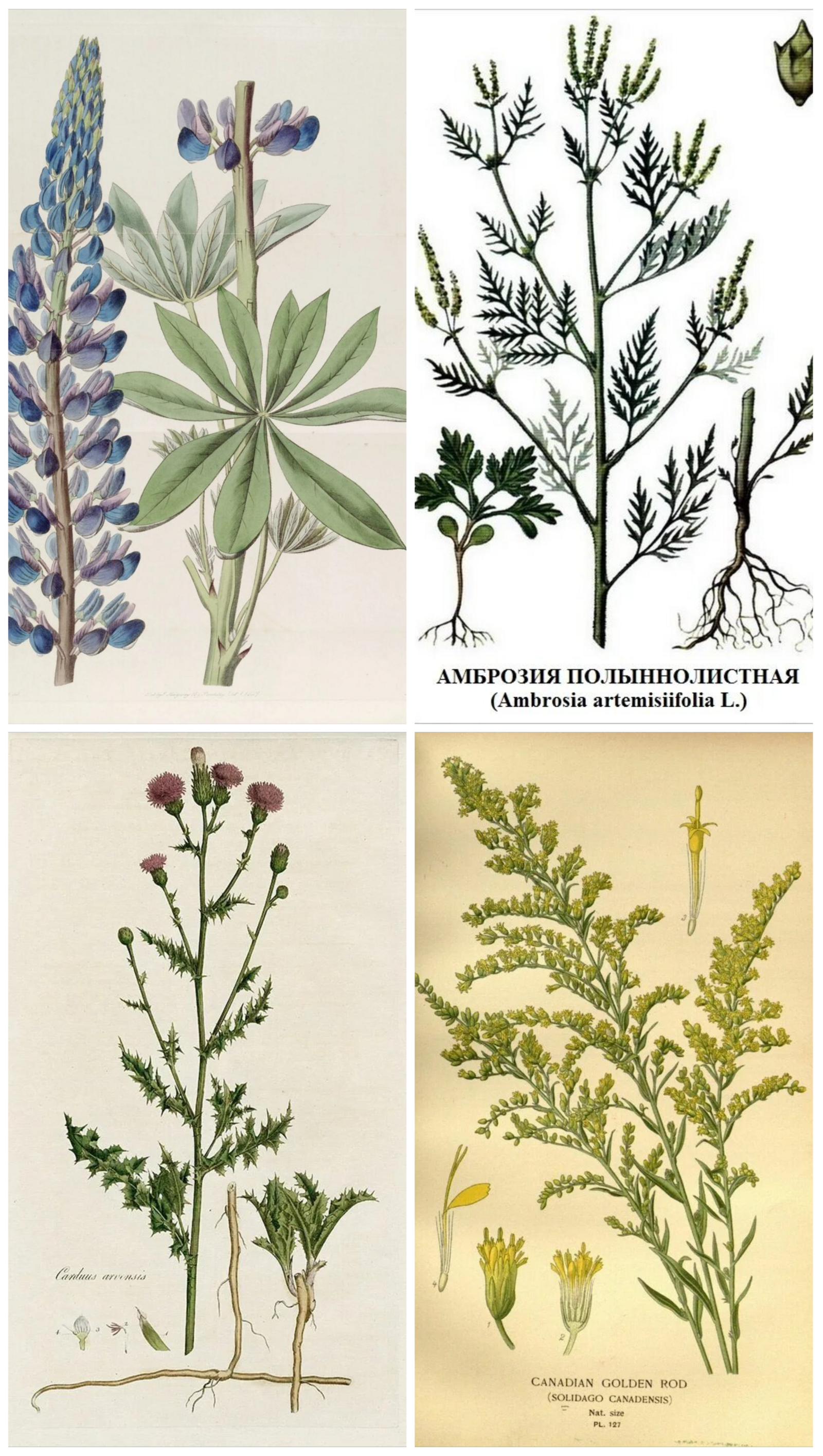 Төньяҡ Американан килгән сүп үләндәре