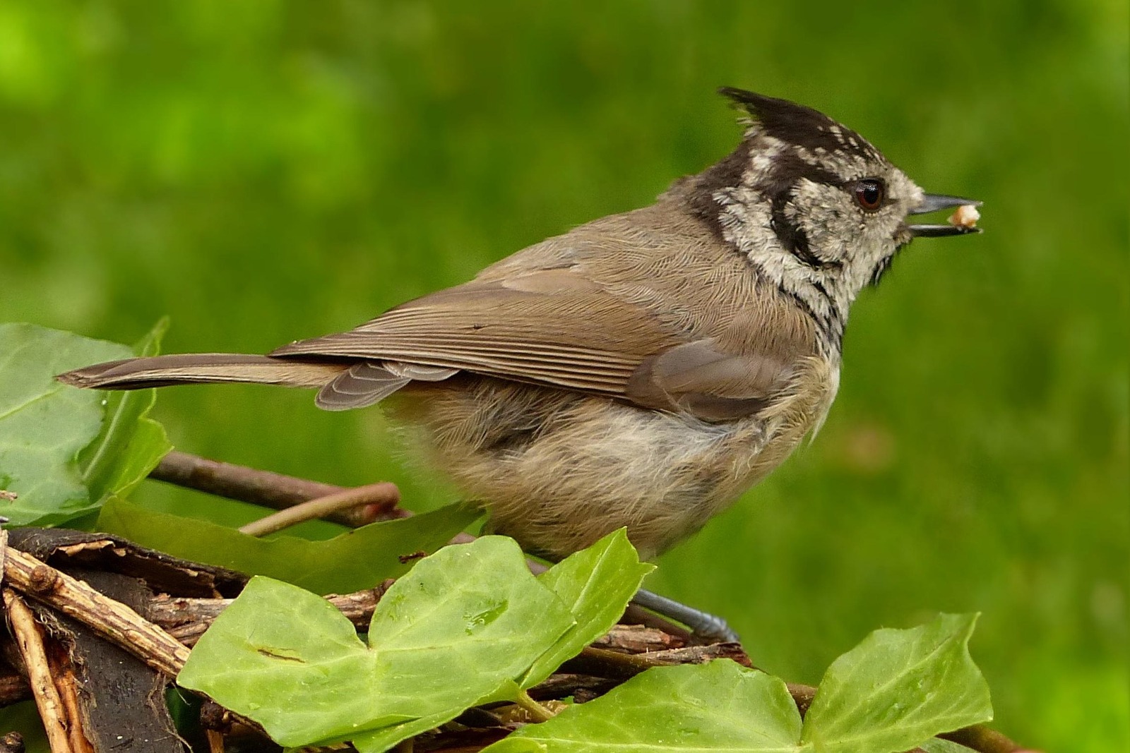 Бүрекле тебейек