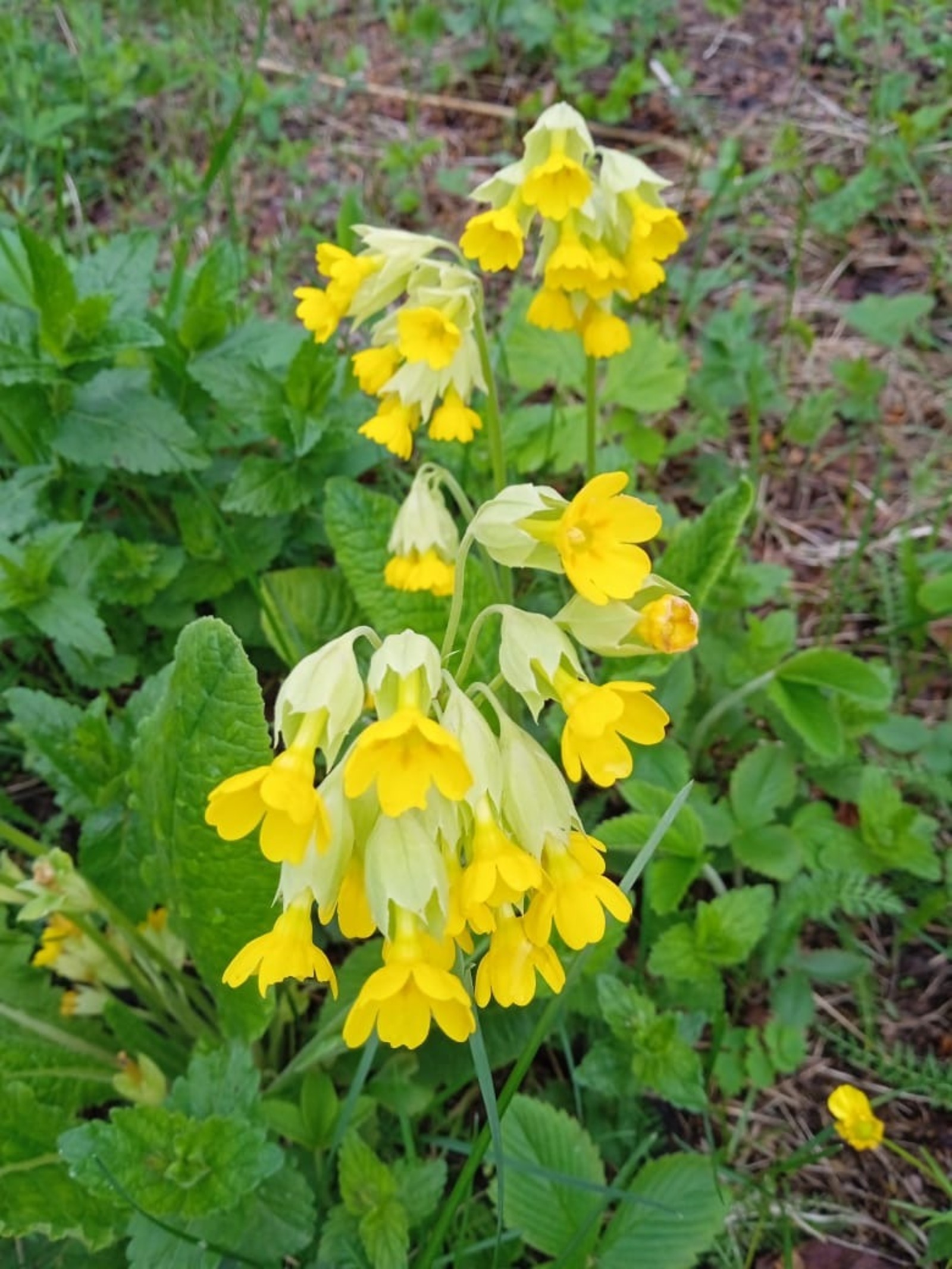 Кәзә һаҡалы сәскә атҡан