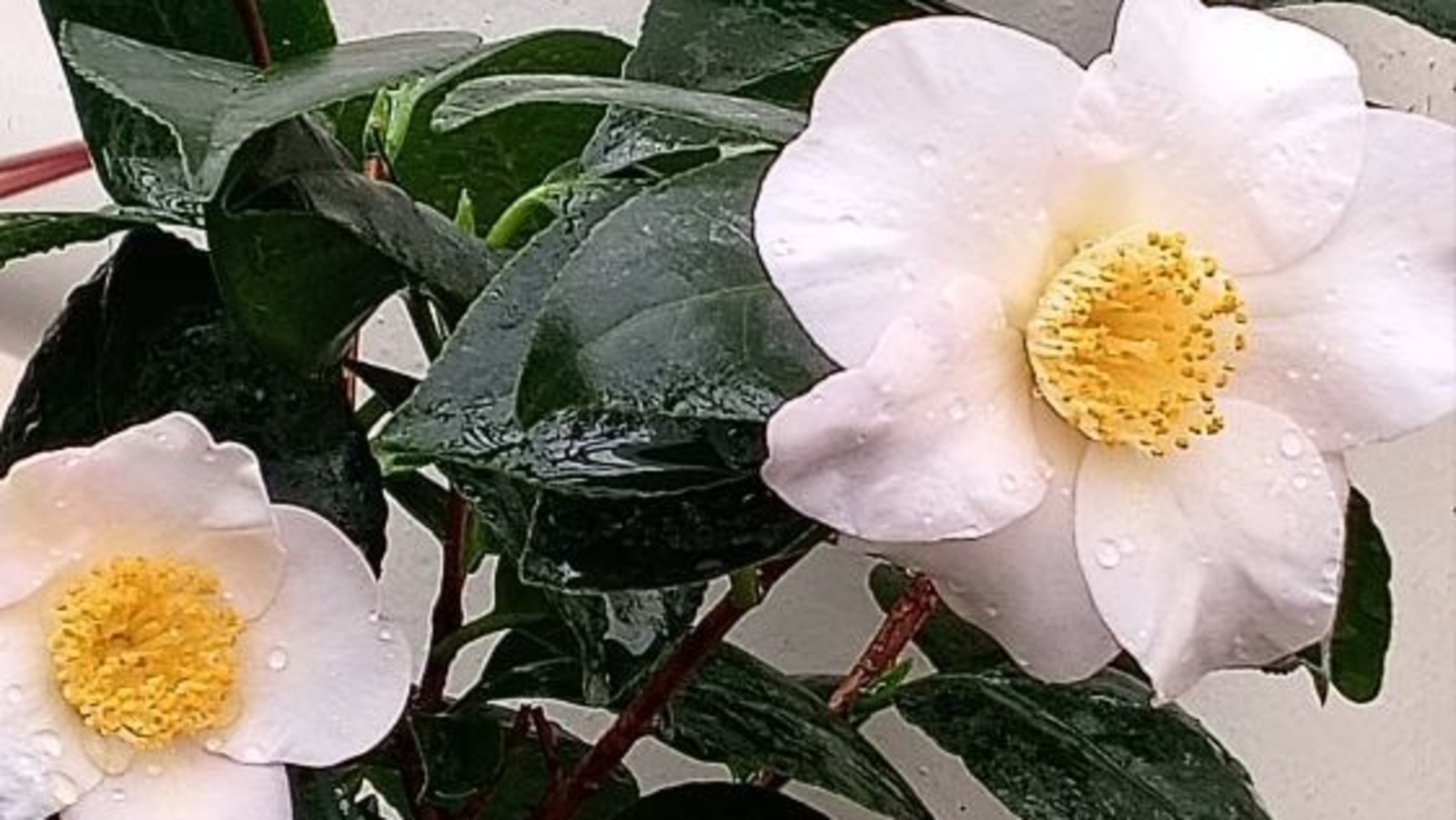 Ботаника баҡсаһында көйәҙ камелия сәскә атҡан