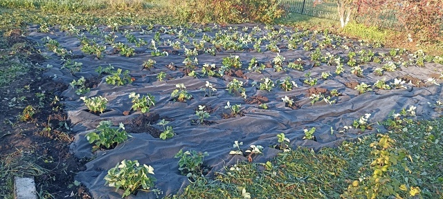 Дәүләкән лицей-интернатында уҡыусылар еләк ултыртҡан