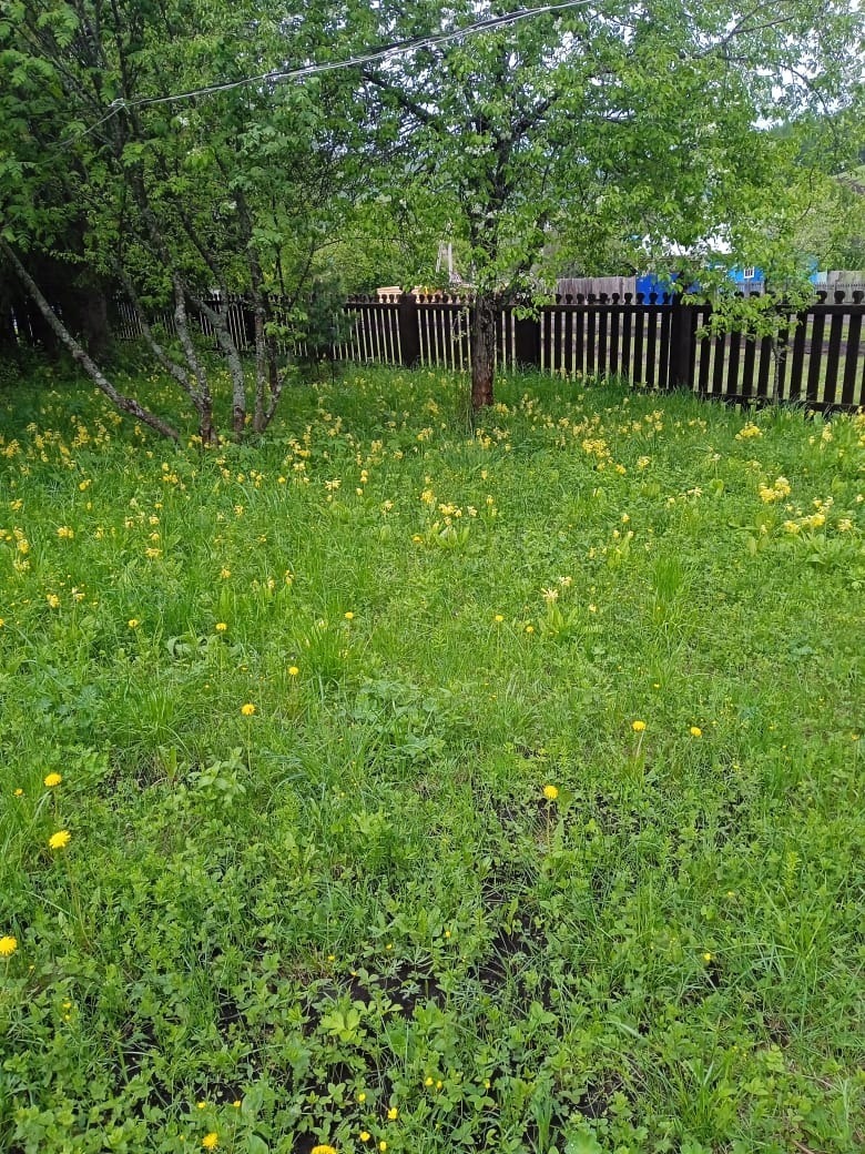 Кәзә һаҡалы сәскә атҡан