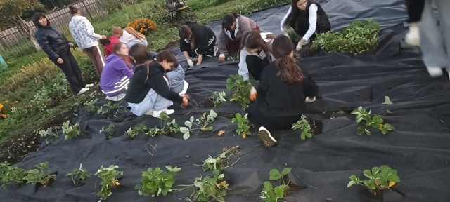 Дәүләкән лицей-интернатында уҡыусылар еләк ултыртҡан