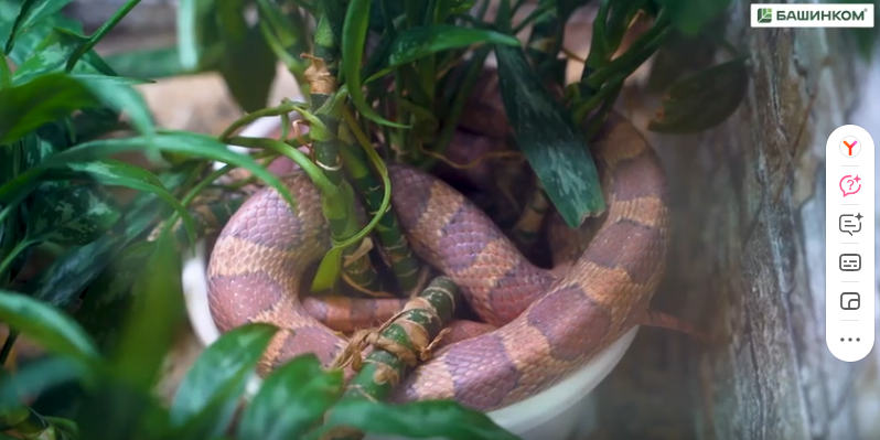 Йәнле мөйөшкә балалар ылыға