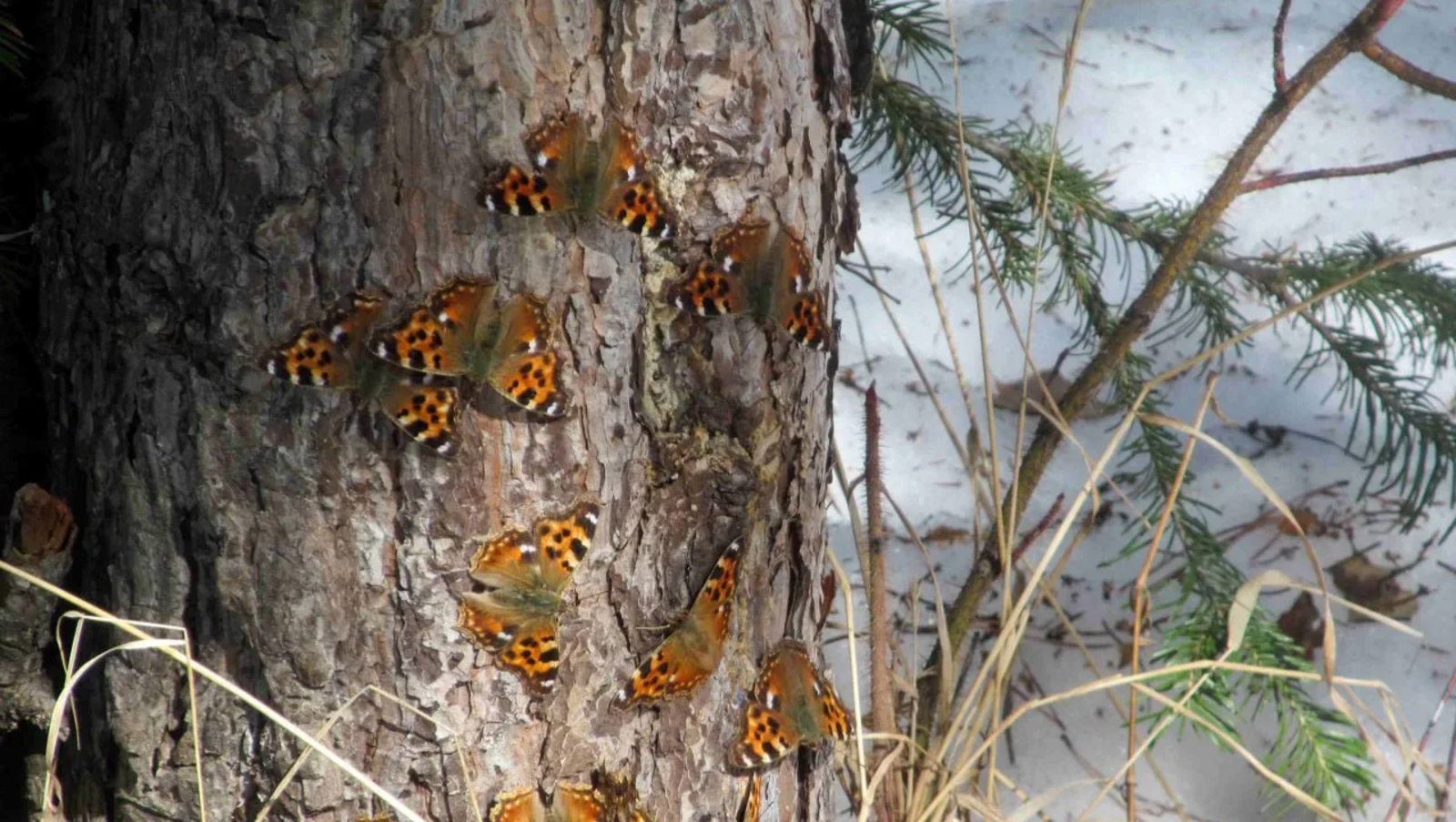 Яҙғы йылы күбәләктәрҙе уята