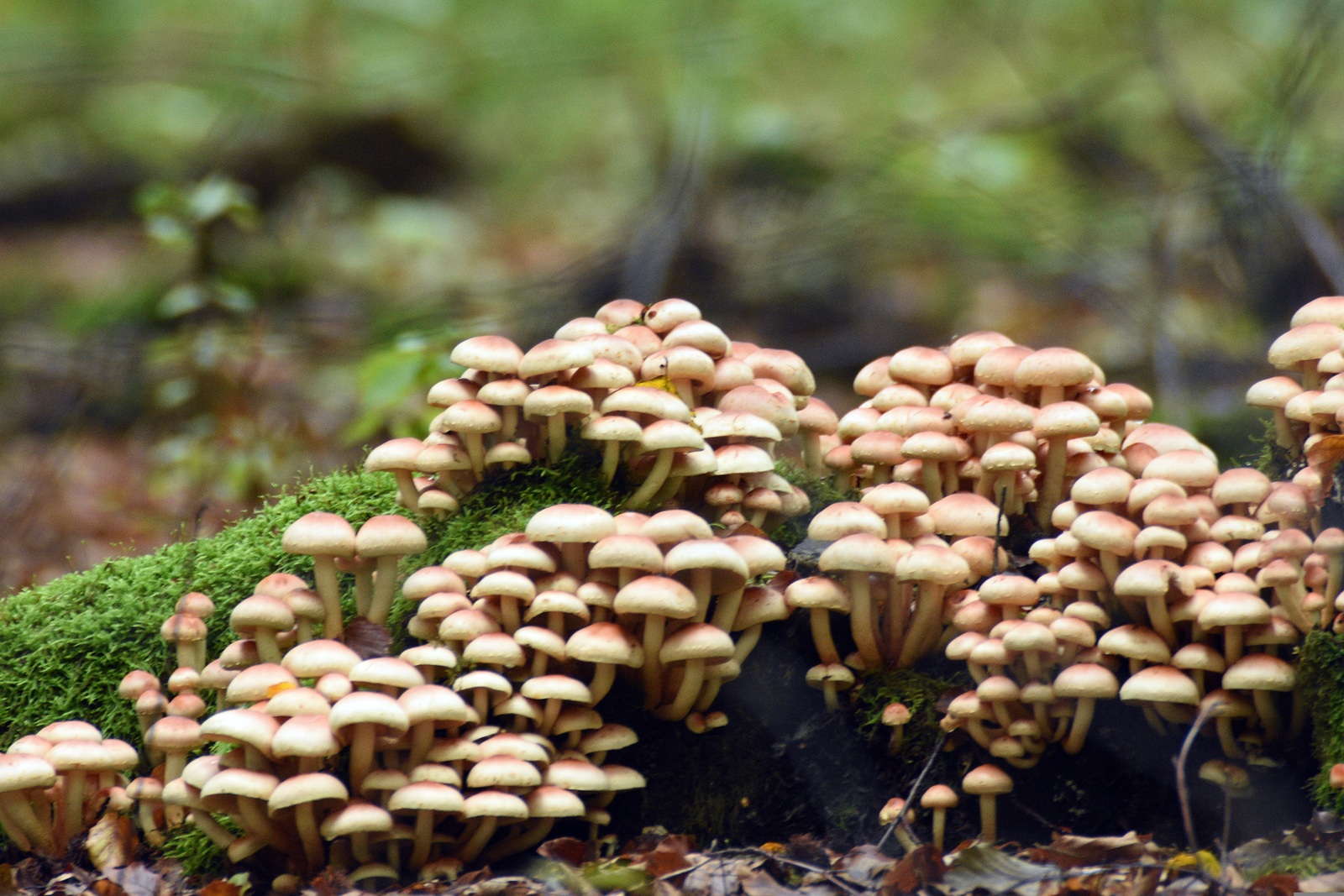 Бәшмәк ашай йәнлектәр...