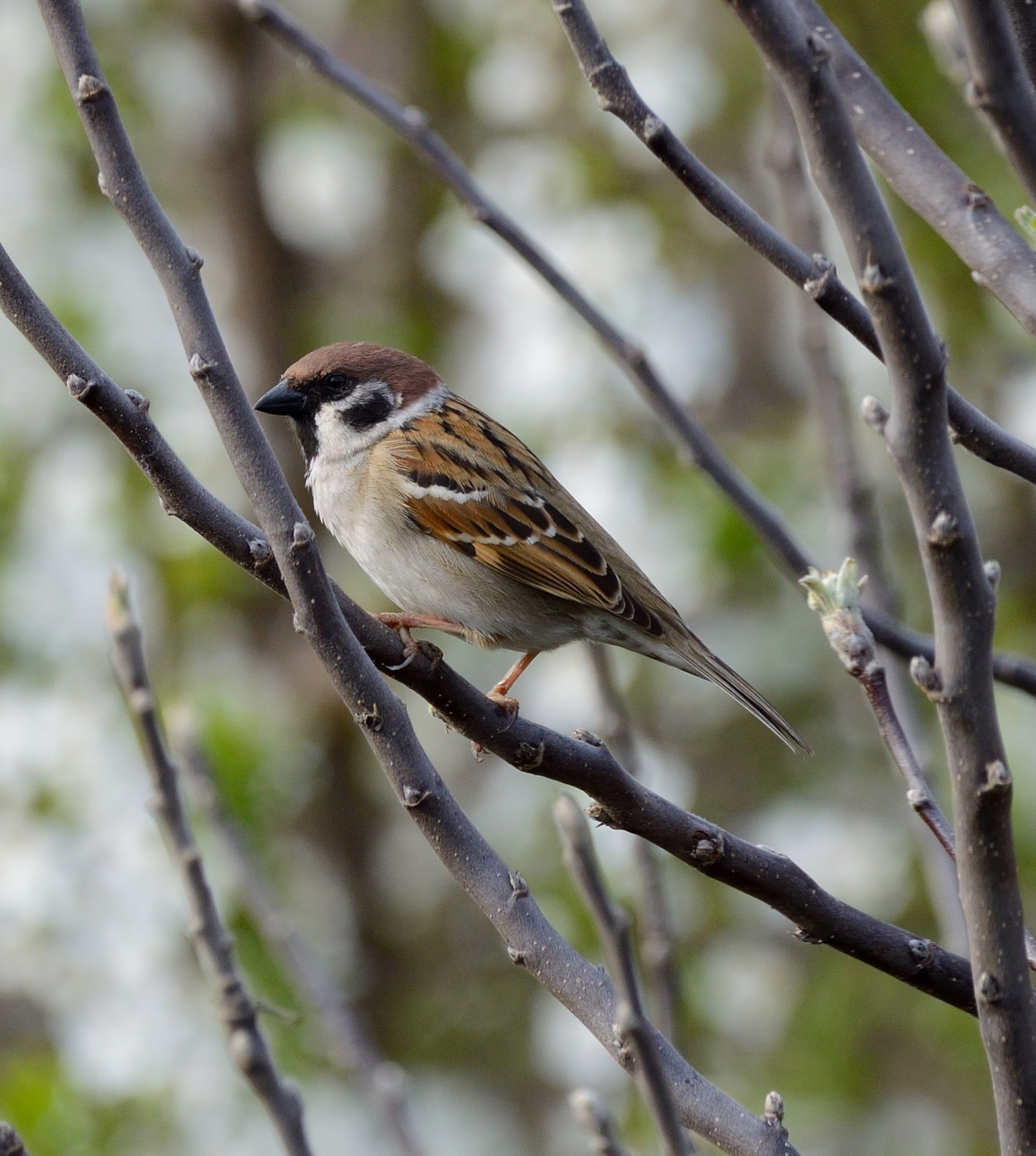 Ҡыр турғайы