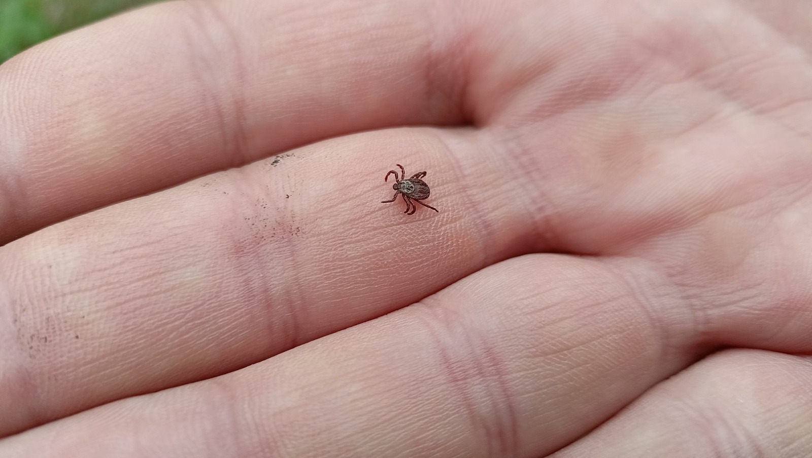 Талпанлы осор етә