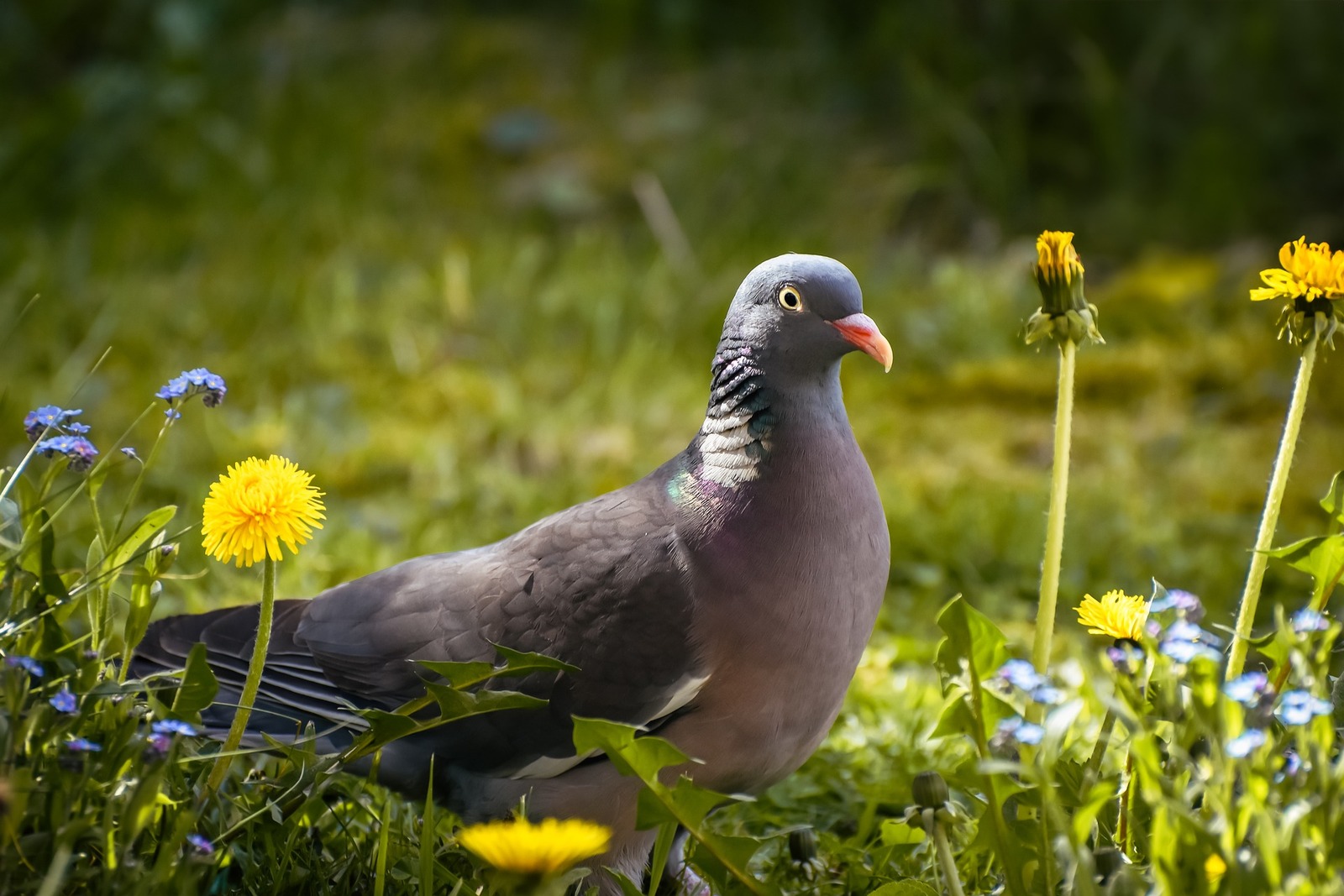 Урман күгәрсене